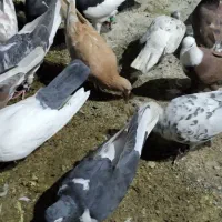 30تاکفتربوم