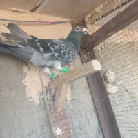 پنج تا گرفتی