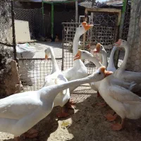 تخم قو غاز گردن ماری|حیوانات مزرعه|زابل, |دیوار