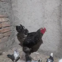 خروس برهما مشکی