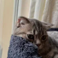 گربه نر چهار ونیم ماه نژاد  دار