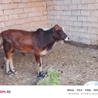 گوساله نر