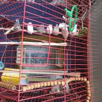 11عدد فنج زبرا جفتی 300 خداوکیلی الکی زنگ نزن|پرنده|شوش, |دیوار