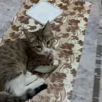 واگذاری دو بچه گربه خانگی دی اس اج|گربه|سنندج, |دیوار