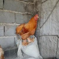 خروس برهما