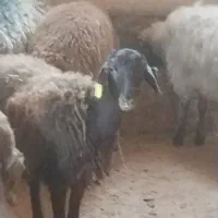 گوسفند وبره فروشی باخدمات رایگان