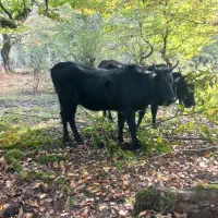 گاوشکم دار|حیوانات مزرعه|اسالم, |دیوار