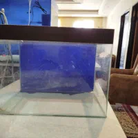 آکواریوم شرکتی ۵۰۰|ماهی|شیروان (خراسان), |دیوار