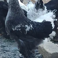 نیمچه برهما|حیوانات مزرعه|بیلوار, |دیوار