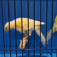 قناری|پرنده|تبریز, |دیوار