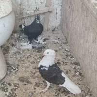 کفتر زیبا همه مدل
