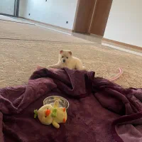 توله سگ پامر