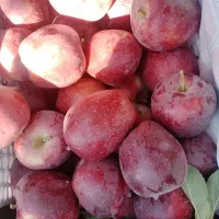 سیب شیخمیری درجه یک|خوردنی و آشامیدنی|سارال, |دیوار