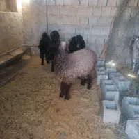 بره نژاد دار