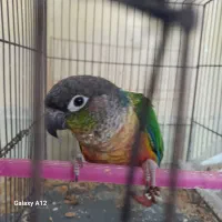 پرنده|پرنده|بهبهان, |دیوار