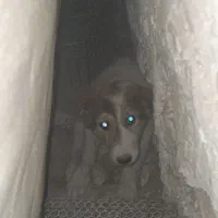 واگذاری توله سگ