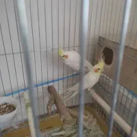 یک جفت عروس هلندی