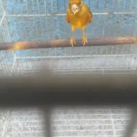 سره قناری نر