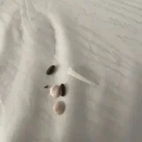 مهره اصل قدیمی|کلکسیون اشیاء عتیقه|ایلام, |دیوار