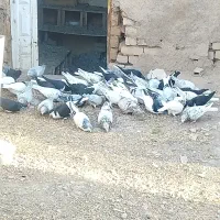 هفت رنگ سیاه پوش