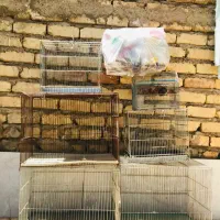 قفس ها و قناری با هم