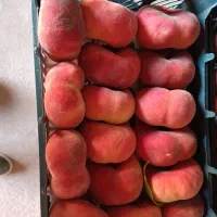 تولید و فروش نهال شناسه دار ۴۰ سال سابقه|خدمات باغبانی و درختکاری|شبستر, |دیوار