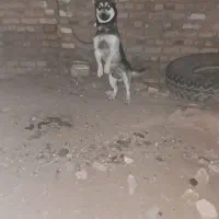 سگ خانگی