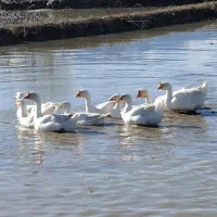 قو غاز اکراینی سفید گوشتی و تخم گذار