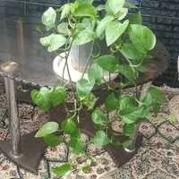 گل طبیعی