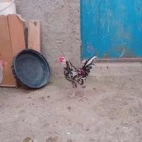 خروس گلین ریشو پنگوئنی چهل تاج|حیوانات مزرعه|ری, هاشمآباد|دیوار