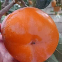 خرمالو درشت و شیرین و تازه آبدار|خوردنی و آشامیدنی|رامیان, |دیوار