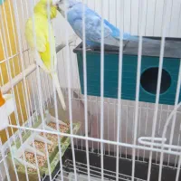مرغ عشق|پرنده|صومعه‌سرا, |دیوار