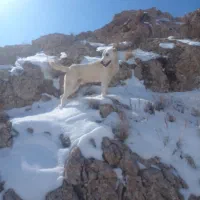 سگ واگذاری|سگ|فاروج, |دیوار