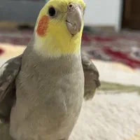 عروس هلندی گمشده