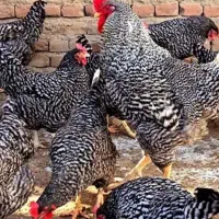 جوجه نژاد آمروک اصیل وارداتی آمریکایی