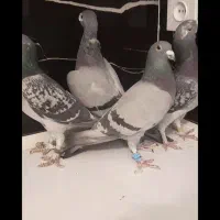 کفتر مسافتی