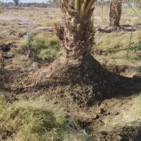 فروش 30عددگوک ربی|گل و گیاه طبیعی|ایرانشهر, |دیوار