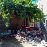 کفتر|پرنده|ملک‌آباد, |دیوار