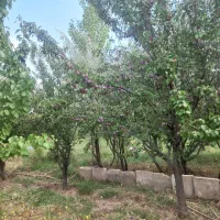 باغ|فروش خانه و ویلا|قره پشتلو, |دیوار