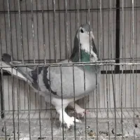 سهره دو رگه ۲ ساله کتون خور و خرقه۰۰۰