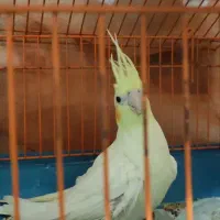 عروس هلندی|پرنده|اسلام‌شهر, شهرک طالقانی|دیوار