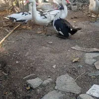 اردک اسرائیلی|حیوانات مزرعه|مزرعه کتول, |دیوار