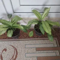 تعدادی گل|گل و گیاه طبیعی|اسلام‌‌آباد غرب, |دیوار