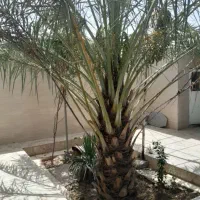 قطع نخل رایگان