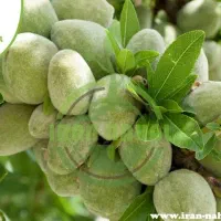 نهال بادام نرمه دوقلو