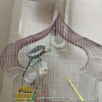 طوطی عروس هلندی نر و ماده باهم 1ملیون|پرنده|لنگرود, |دیوار