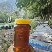 پخش عمده عسل تغذیه کوهی جنگلی