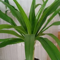 سلام گل سوسن عنکبودی بزرگ سر حال