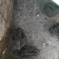 بلدرچین و جوجه لاری