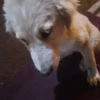 یع سگ خشکل و لوس